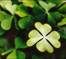 luck-clover
