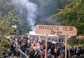 ravasitul oilor