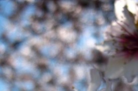 traditie-zilele-mosilor-vin-cu-soare-si-vreme-buna1342623653