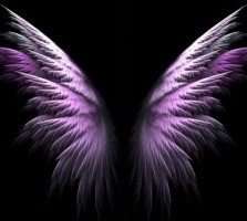 Purple-White-Angel-Wings-med (2)